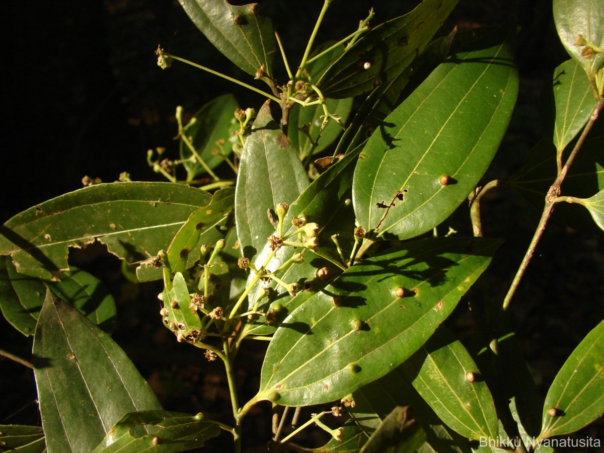 Cinnamomum capparu-coronde Blume